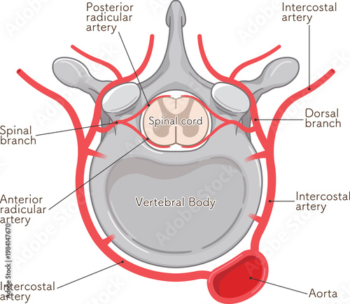 胸椎の血管のイラスト blood vessels of the thoracic vertebrae
