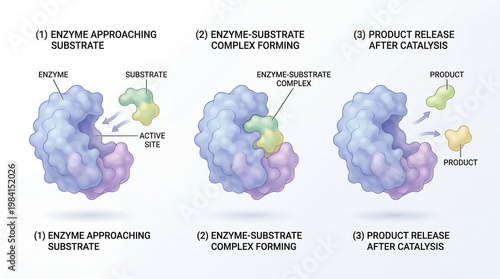 Enzyme interacts with substrate to form complex and release product in three steps of catalysis