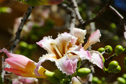 Close-up of a silk cotton tree blossom with a bee, photographed in the San Anton Botanical Garden of Malta