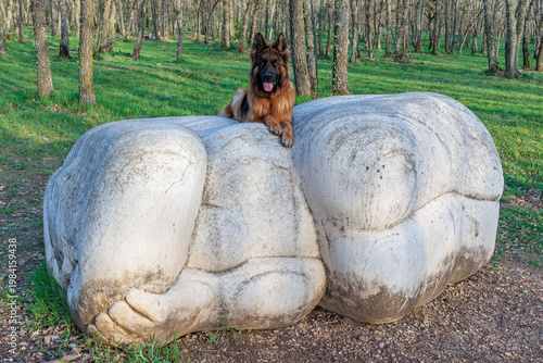 German Shepherd dog lying on rock sculpture in oak forest.