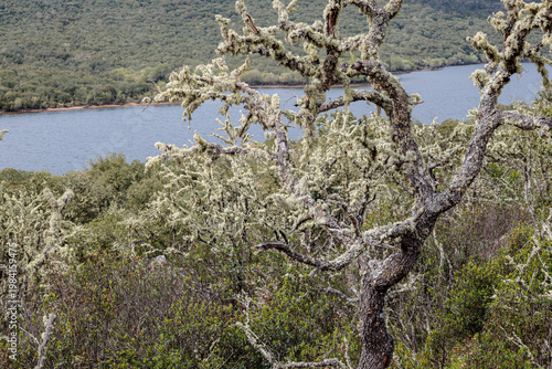 Oak tree covered in lichens in the mountain and reservoir of Nuestra Señora de Agavanzal, Villar de Farfón, Zamora, Spain.