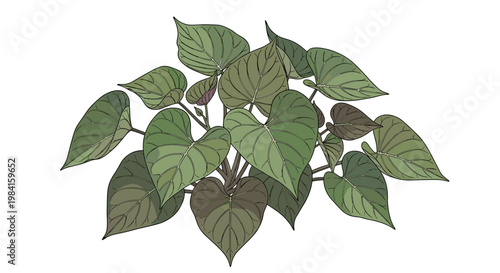 A lush illustration of a sweet potato plant, featuring a dense cluster of heart-shaped green leaves and sturdy stems, representing vibrant growth and natural beauty.