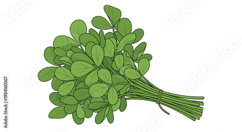 A vibrant bunch of fresh fenugreek leaves, tightly tied together, known for their distinct aroma and use in various cuisines, especially Indian.