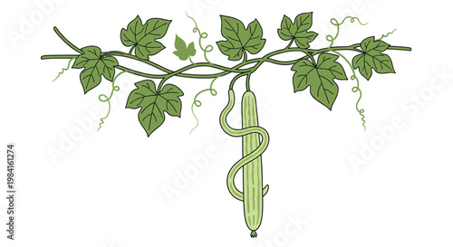 A lush snake gourd vine, featuring vibrant green leaves, tendrils, and a single elongated, striped green gourd hanging, depicting natural growth.