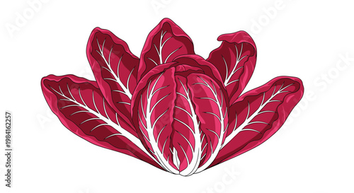 A vibrant, loose head of red radicchio, showcasing its deep crimson leaves with prominent white veins, ideal for adding color and bitterness to salads.