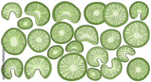 An assortment of green chayote slices, some whole rounds and some crescent-shaped, revealing their unique internal texture and light color.