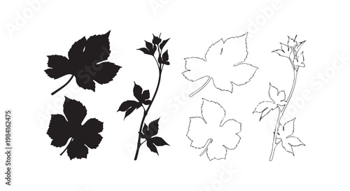 Grape leaf and branch vector set. wine leaf illustration for vineyard and winery designs.
