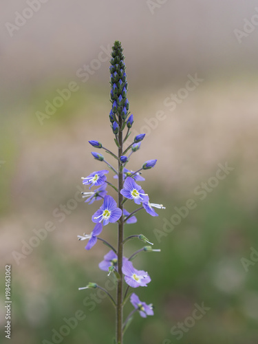 初夏の涼やかなベロニカ　ゲンチアノイデスの花