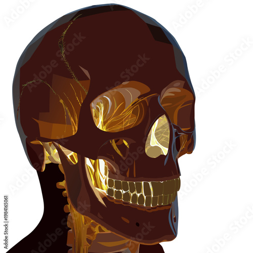 Anatomical Skull Model with Visible Nerves and Teeth