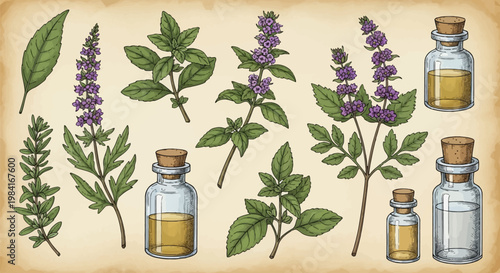 Hand-drawn vintage botanical illustration set of medicinal herbs with purple floral spikes, green leaves, and glass apothecary vials with cork stoppers on aged parchment paper.