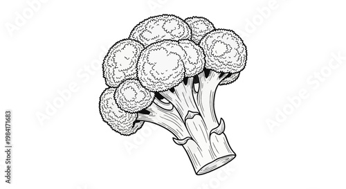 Detailed black and white outline illustration of a fresh broccoli head with textured florets and a thick stalk, isolated on white background for coloring book pages and icons.