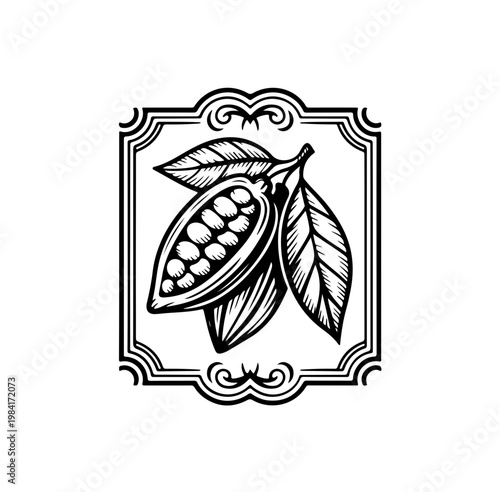 Cocoa design template vector illustration. Line art vintage sketches of cacao beans, nuts and plants, organic cocoa,
