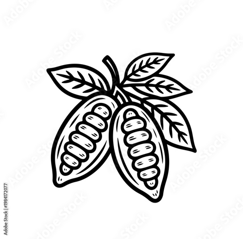 Cocoa design template vector illustration. Line art vintage sketches of cacao beans, nuts and plants, organic cocoa,
