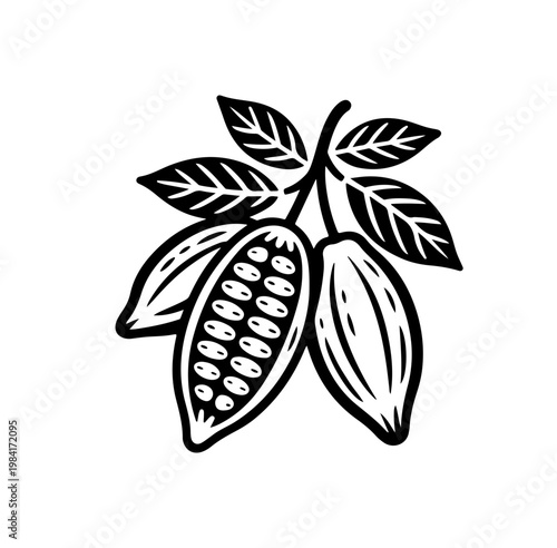 Cocoa design template vector illustration. Line art vintage sketches of cacao beans, nuts and plants, organic cocoa,
