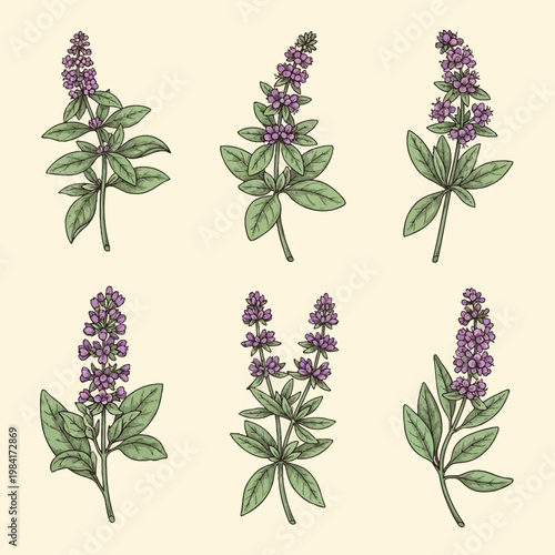 Botanical engraving collection of six aromatic herb stems, featuring small purple flower clusters and green leaves in a vintage hand-drawn style on a neutral cream background.