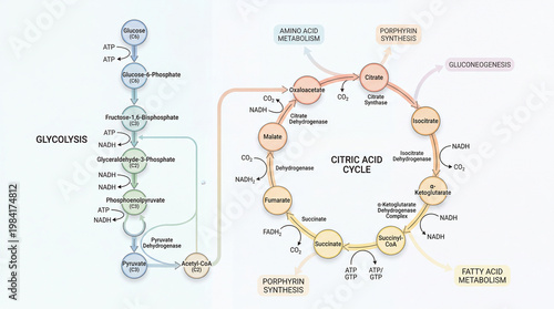 Study guide on glycolysis and citric acid cycle in cellular respiration with clear pathways for metabolism