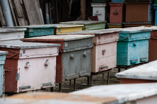 Wooden beehives standing on a garden plot.