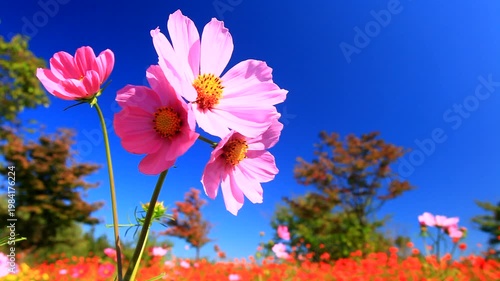風に揺れるコスモスの花畑と木立