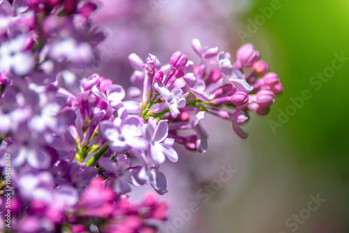 Wallpaper Mural Pink lilac blooms in the Botanical garden
 Torontodigital.ca