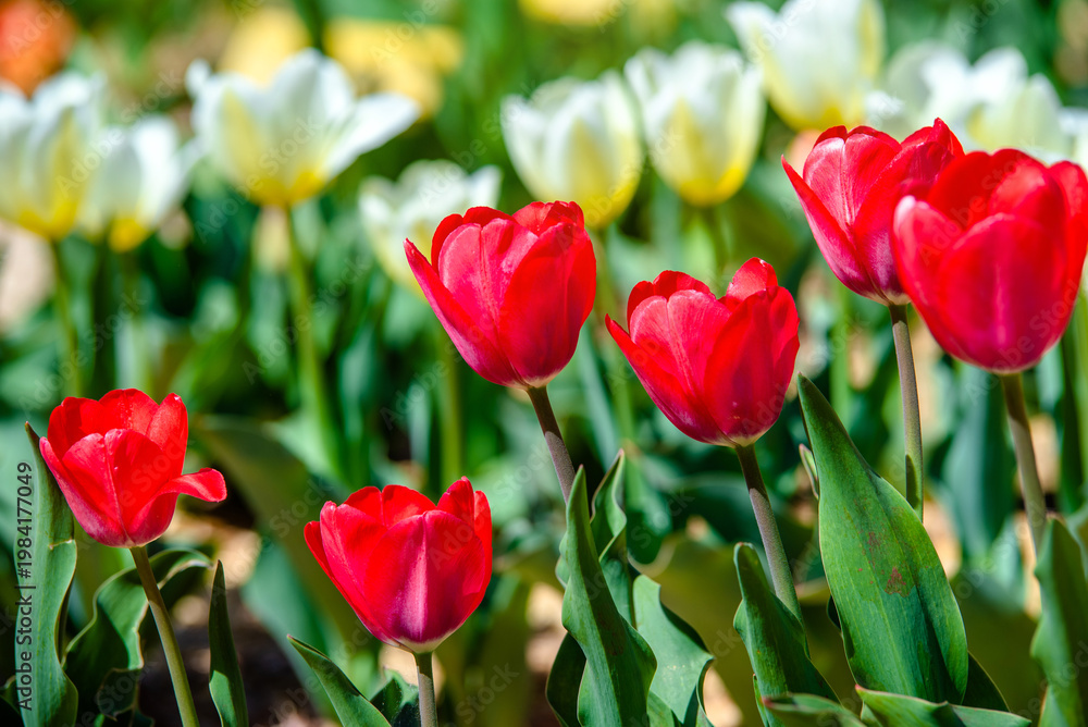 Fototapeta premium red tulips bloom on a green natural background
