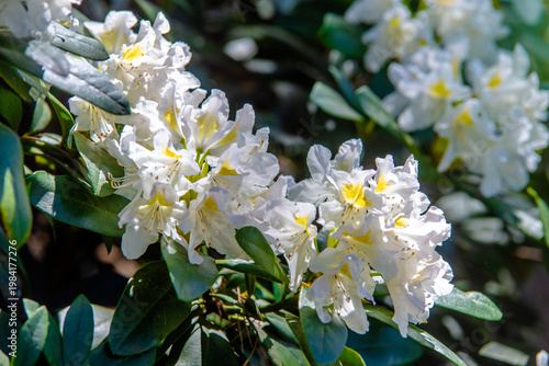 Wallpaper Mural white, rhododendron blooms in the Botanical garden
 Torontodigital.ca