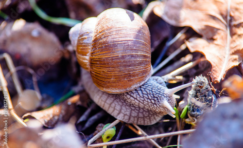 Wallpaper Mural a grape snail is sitting on the grass
 Torontodigital.ca