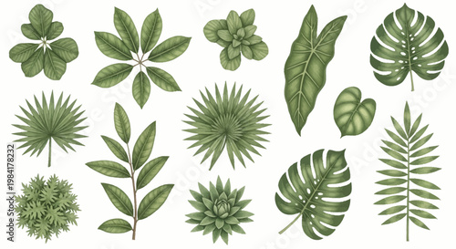 Collection of various green tropical botanical leaves and foliage including Monstera, Fan Palm, Alocasia, Schefflera and succulent plants isolated on a white background.