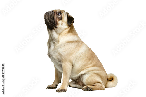 Fawn pug sitting isolated on black background looking up.