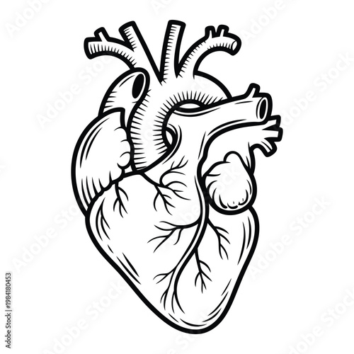 Anatomical illustration of the human heart with visible chambers and major blood vessels