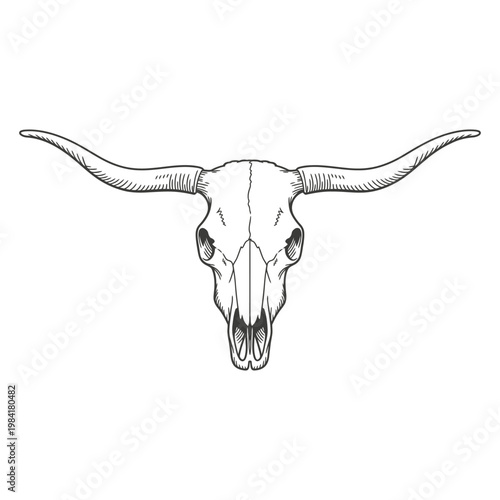 An illustration of a bull skull with prominent curved horns facing forward