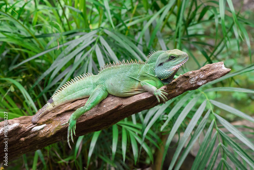 Close-up of a vibrant green lizard resting on a tree branch in a lush tropical environment, highlighting detailed scales, natural camouflage, and wildlife habitat. Perfect for themes of nature, reptil