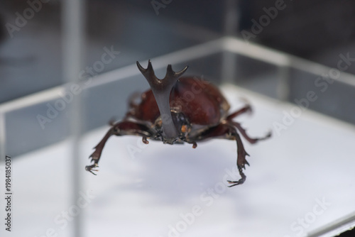 Close-up of a rhinoceros beetle (Trypoxylus dichotomus) replica displayed inside a transparent glass case in an entomology museum. This detailed insect model highlights the unique horn structure and a