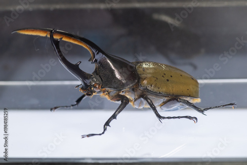 Close-up of a Hercules beetle (Dynastes hercules) replica displayed inside a transparent glass case in an entomology museum. This highly detailed insect model showcases the distinctive long horn struc
