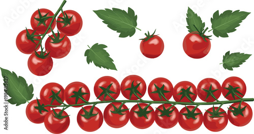 Cherry tomatoes on vine with leaves collection showing fresh red small tomatoes isolated vector illustration for organic food design