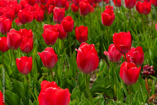 Field of Vibrant Red Tulips Blooming in a Scenic Spring Garden