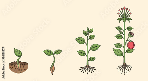 Illustration of a plant life cycle showing four growth stages: seed germination in soil, seedling development, vegetative growth with roots, and mature plant with flowers and fruit.