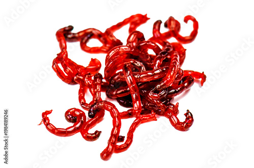 Tableau sur toile Red worm bloodworms on white background
