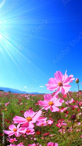 風渡るコスモスの花畑と太陽の光芒とミツバチ