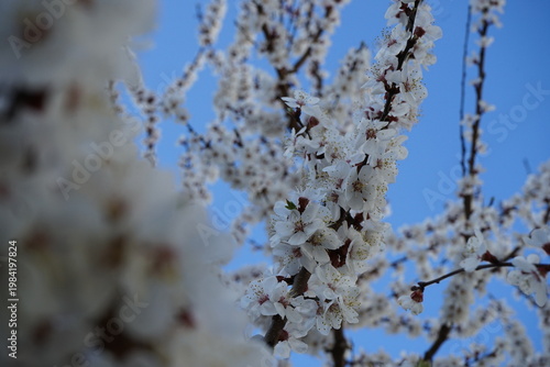 abicots and cherry trees in blossom in white flowers.Abstract