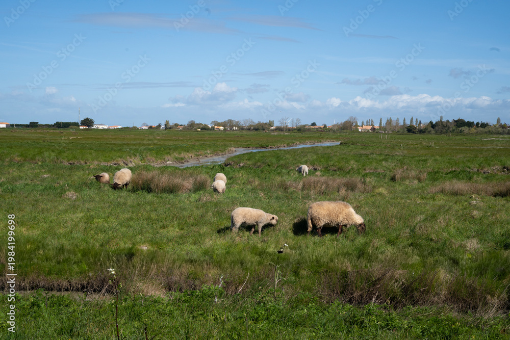 Fototapeta premium Marais Breton, Marais Vendéen,