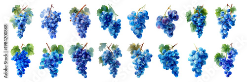 Blue watercolor grapes illustration collection featuring various bunches of fresh fruit and vibrant green leaves, creating a healthy food and drink concept set on white