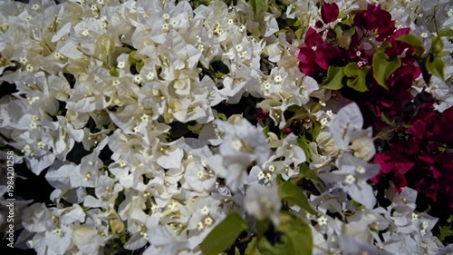 Wallpaper Mural Bougainvillea blooms in the city park Torontodigital.ca