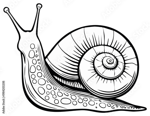 Detailed illustration of a terrestrial gastropod mollusk with a spiraled shell