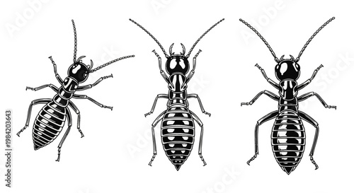 Three black and white vector illustrations of termites from a top-down dorsal view, featuring detailed segmented bodies, long antennae, and mandibles isolated on a white background.