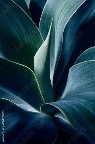 Close Up of Dark Teal Agave Plant Leaves with Dramatic Curves on Black Background