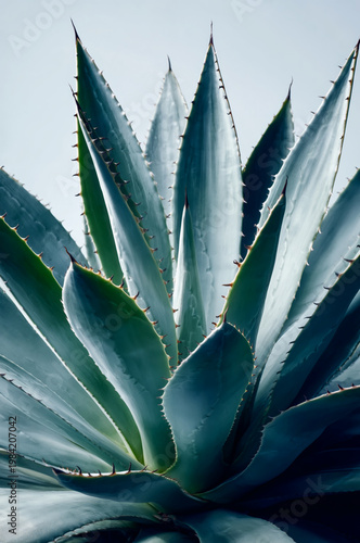 Close Up of Dark Teal Agave Plant Leaves with Dramatic Curves on Black Background