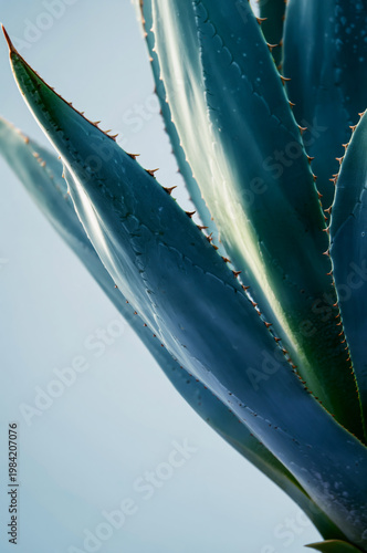 Close Up of Dark Teal Agave Plant Leaves with Dramatic Curves on Black Background