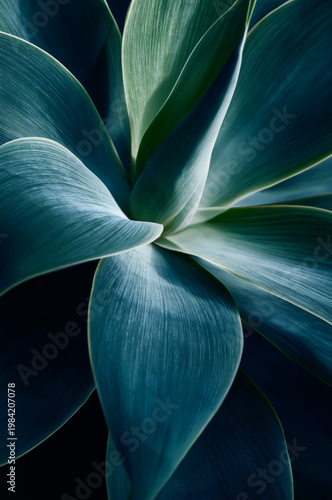 Close Up of Dark Teal Agave Plant Leaves with Dramatic Curves on Black Background