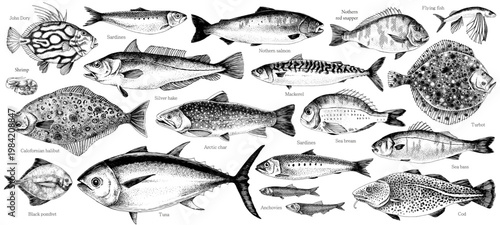 Edible fish sketched vector collection