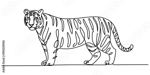 Minimalist continuous single line drawing of a majestic tiger standing on a flat white background Vector, illustration